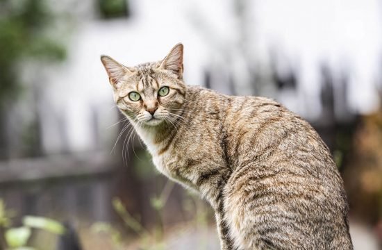 tiere-am-maurlechnhof-ahrntal-(1)