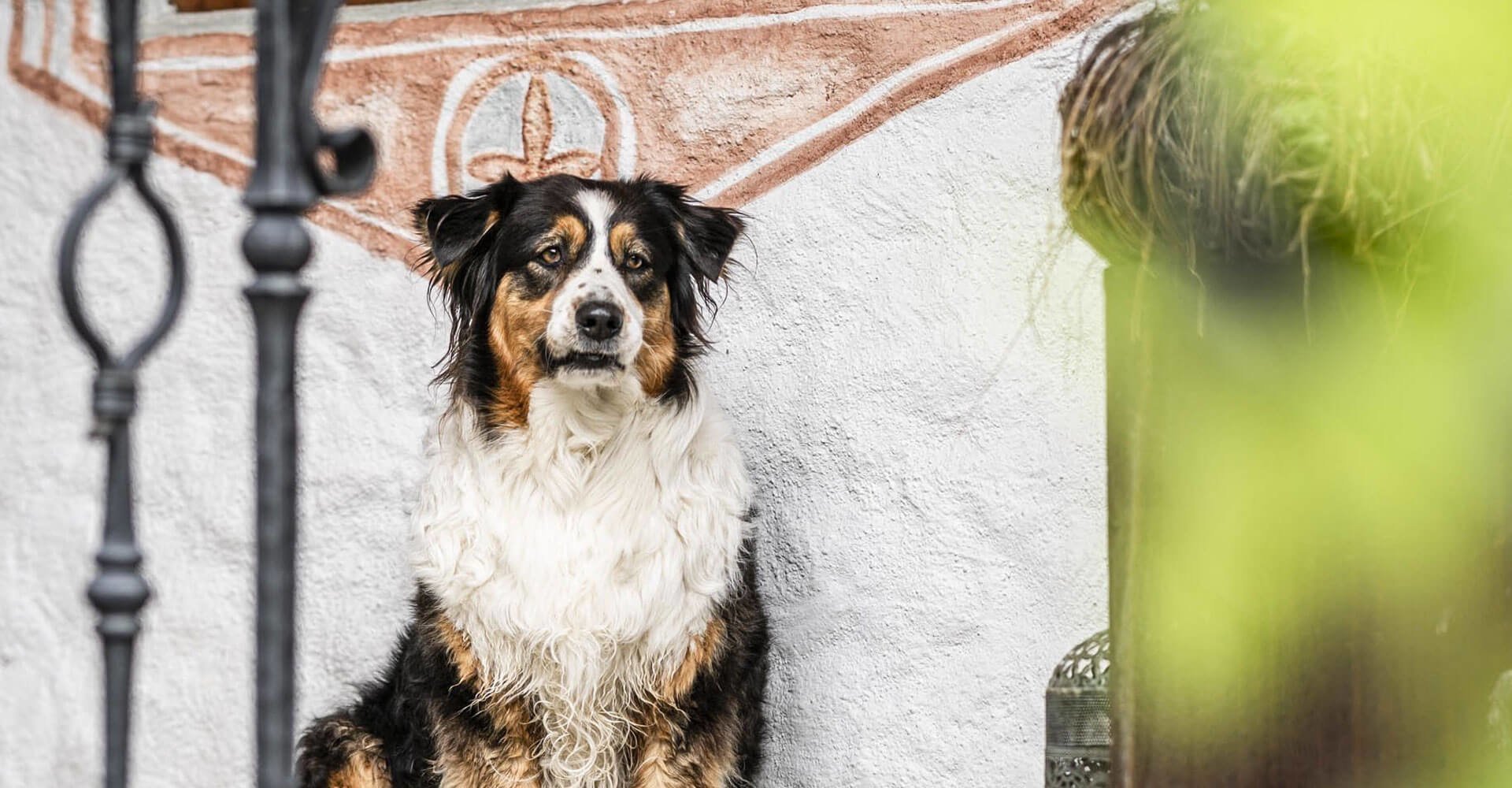 Tiere am Bauernhof Ahrntal - Südtirol