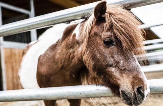 tiere-am-maurlechnhof-ahrntal-(4)