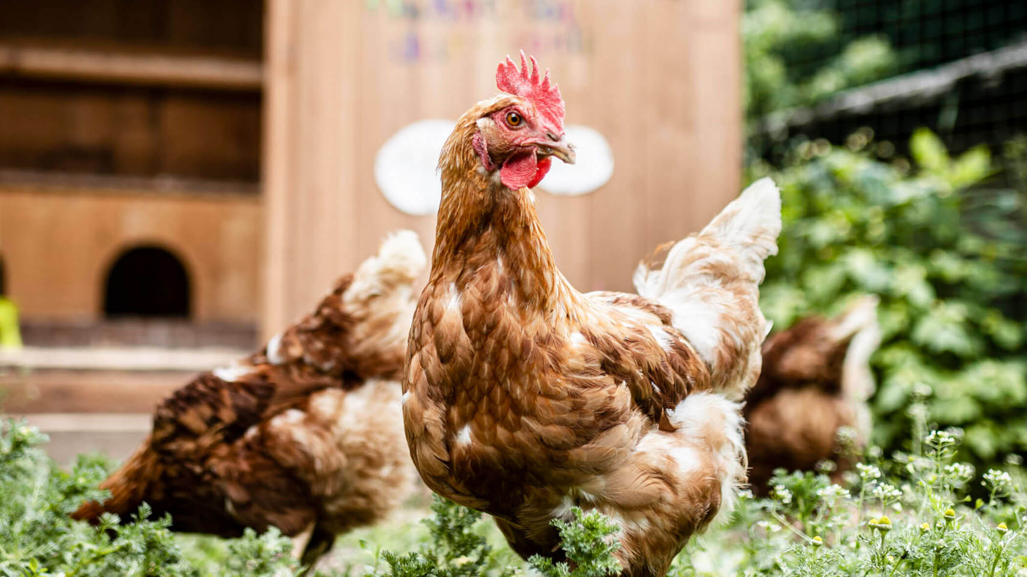 Ein braunes Huhn steht im Gras mit zwei weiteren Hühnern und einem Holzstall im Hintergrund. - Maurlechnhof