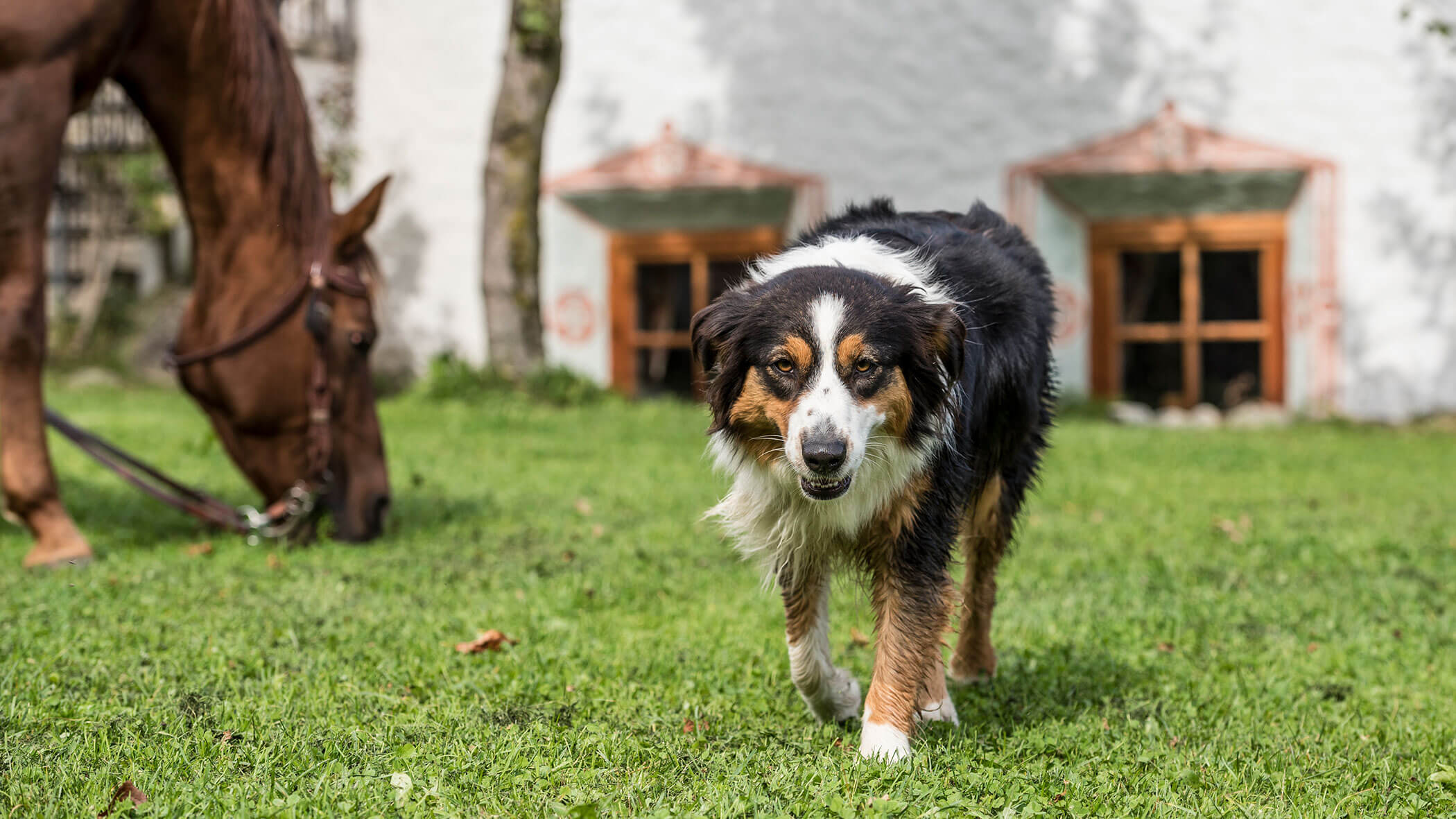 Ein schwarzer, weißer und brauner Hund läuft im Gras, während in der Nähe ein braunes Pferd vor einem weißen Gebäude weidet. - Maurlechnhof