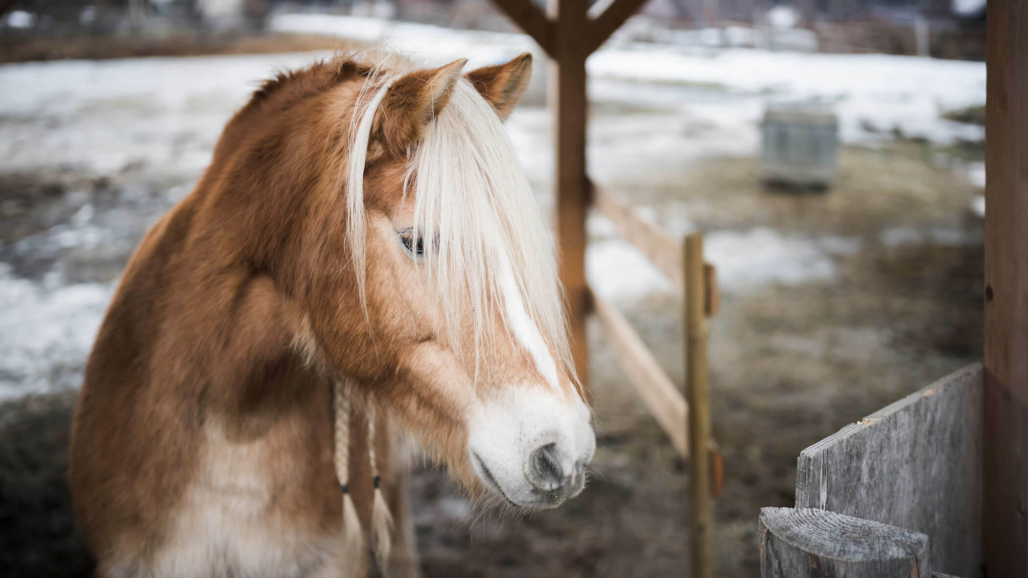 Ein braunes Pferd mit einer langen, hellen Mähne steht an einem verschneiten Tag an einem Holzzaun. - Maurlechnhof