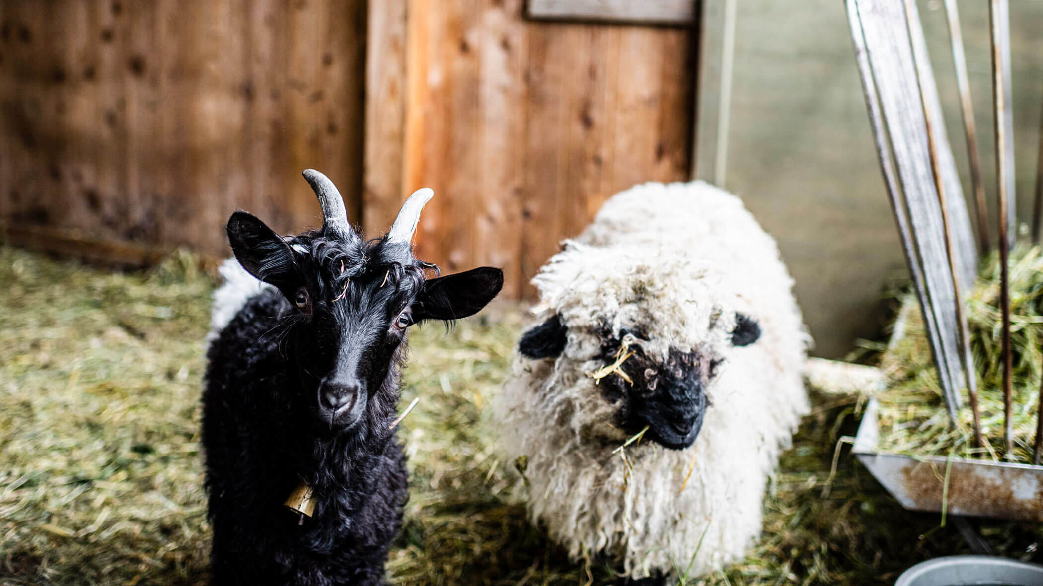Eine schwarze Ziege und ein flauschiges weißes Schaf stehen zusammen in einer Scheune mit Heu auf dem Boden. - Maurlechnhof