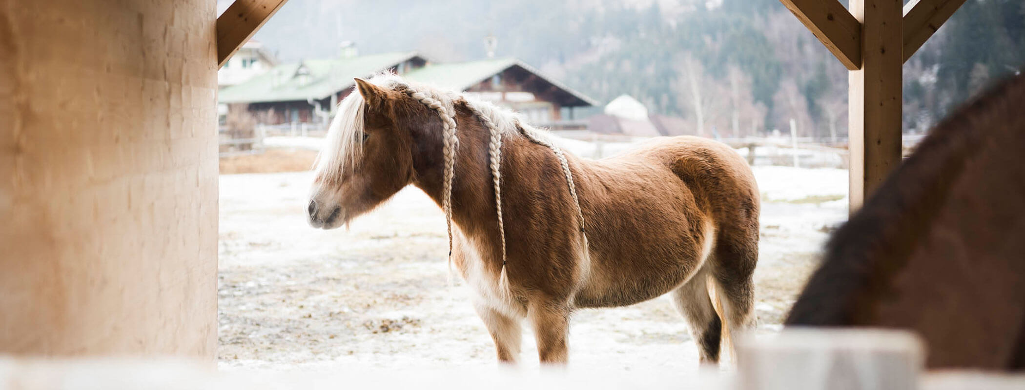 A brown and white pony with a braided mane stands outside near wooden structures on a snowy day. - Maurlechnhof