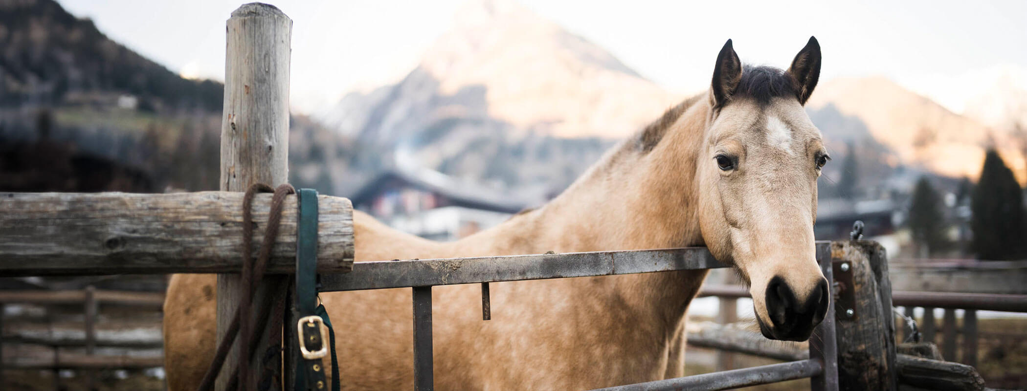 A light brown horse stands by a wooden fence with mountains visible in the background. - Maurlechnhof