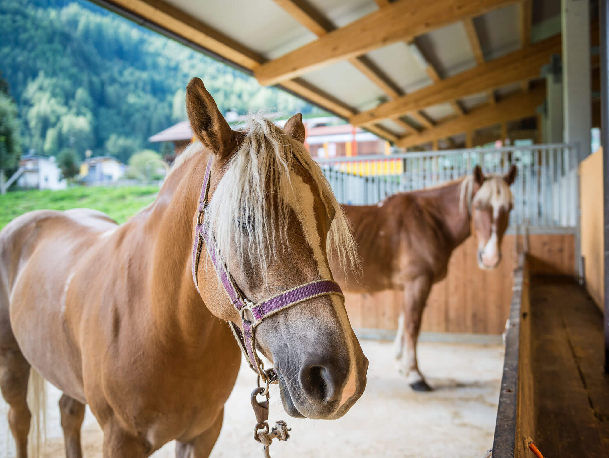 Zwei braune Pferde mit hellen Mähnen stehen in einem überdachten Stall vor einer malerischen Bergkulisse. - Maurlechnhof