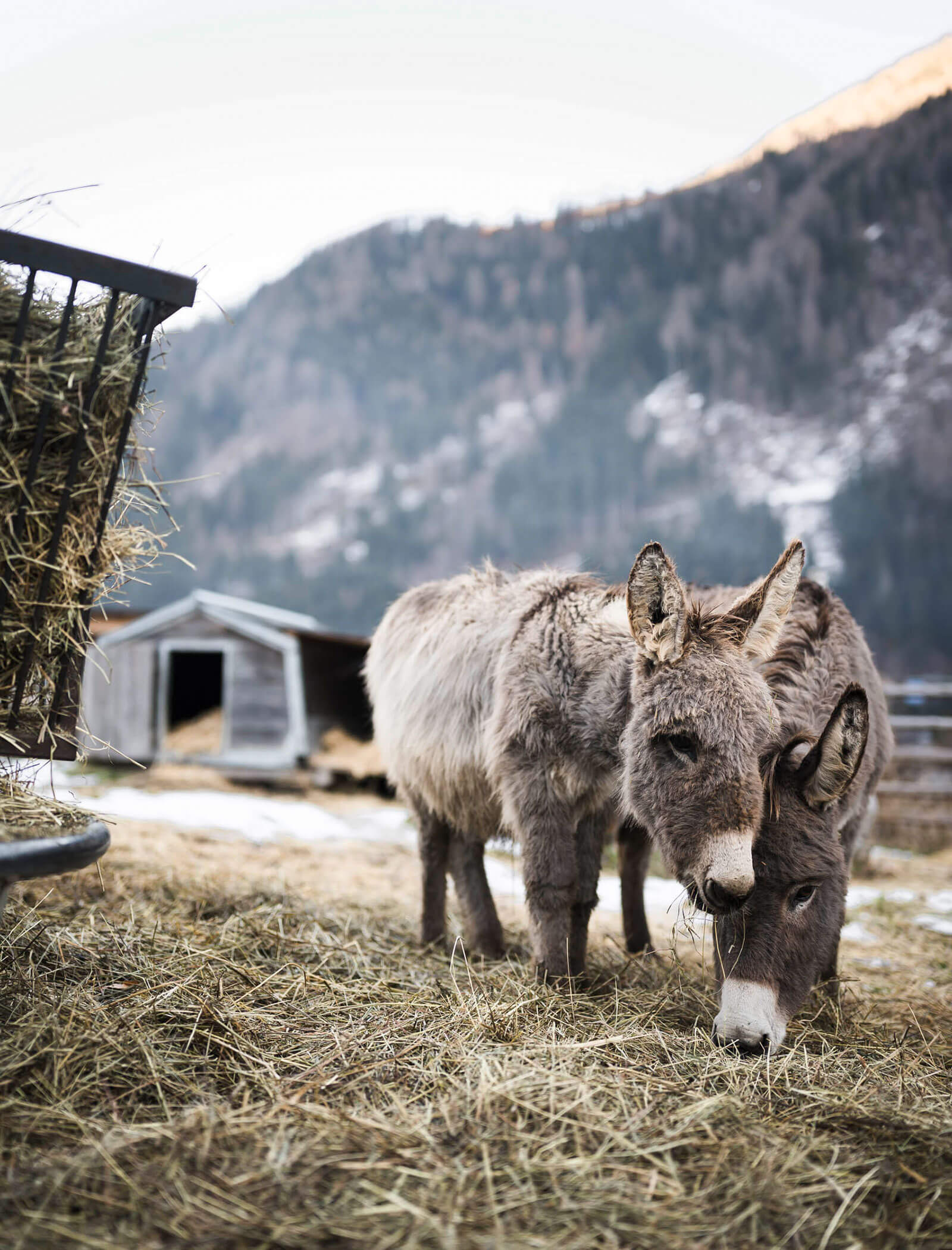 Zwei Esel stehen auf einem verschneiten Bergfeld auf Heu, in der Nähe befinden sich ein Holzunterstand und eine Heutränke. - Maurlechnhof