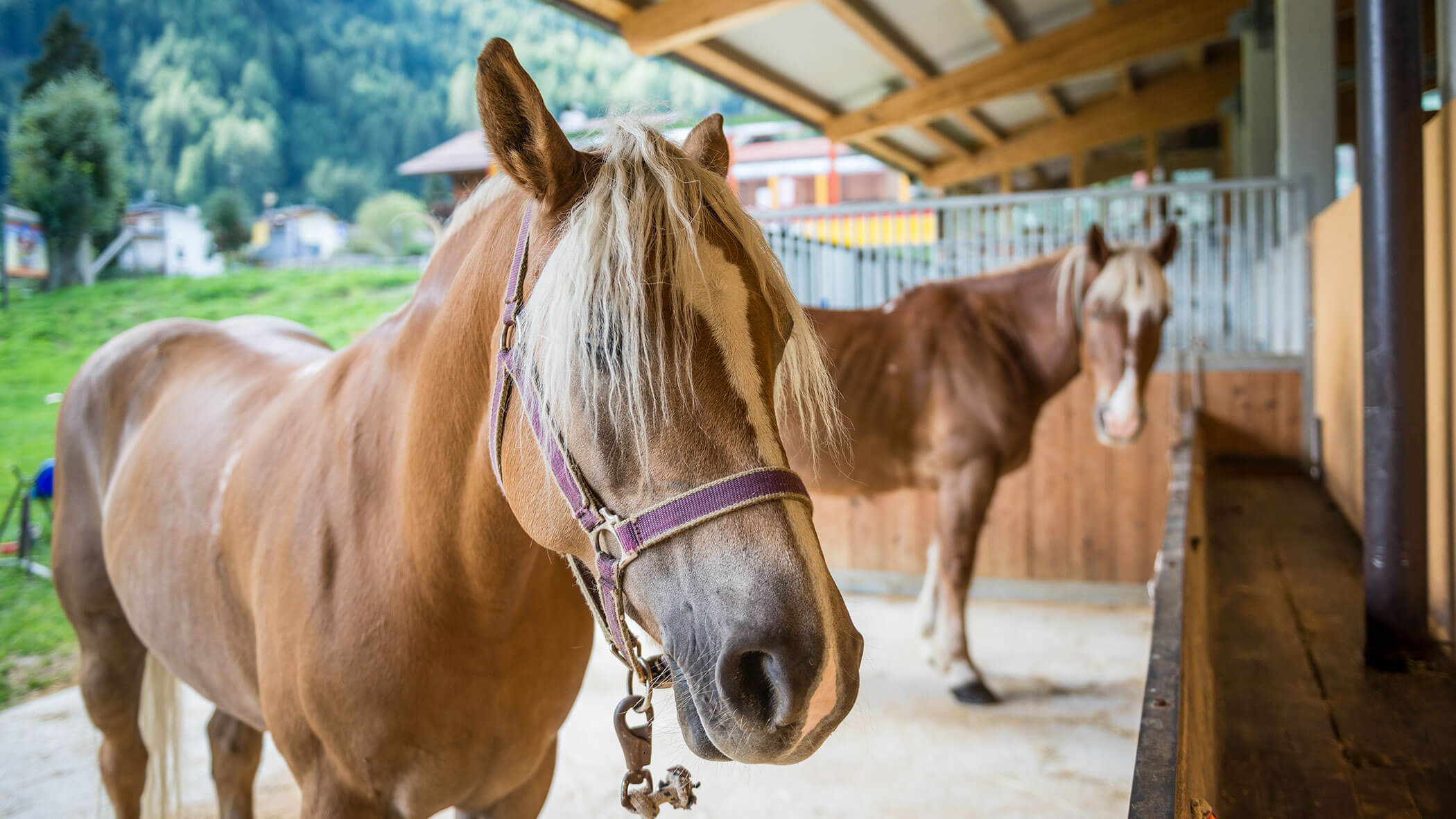 Two brown horses with light manes stand in a stable with a green, mountainous background. - Maurlechnhof