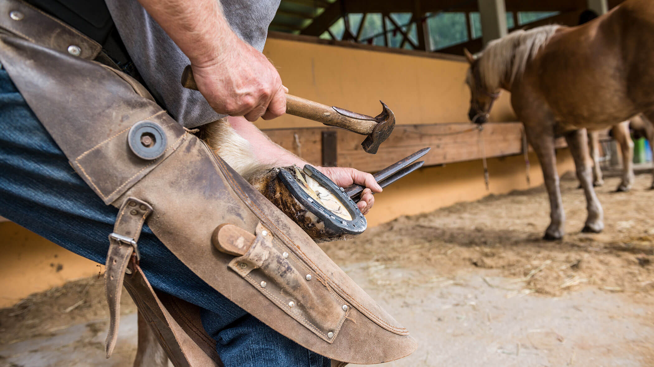 A farrier fits a horseshoe to a horses hoof, with another horse standing nearby in the stable. - Maurlechnhof