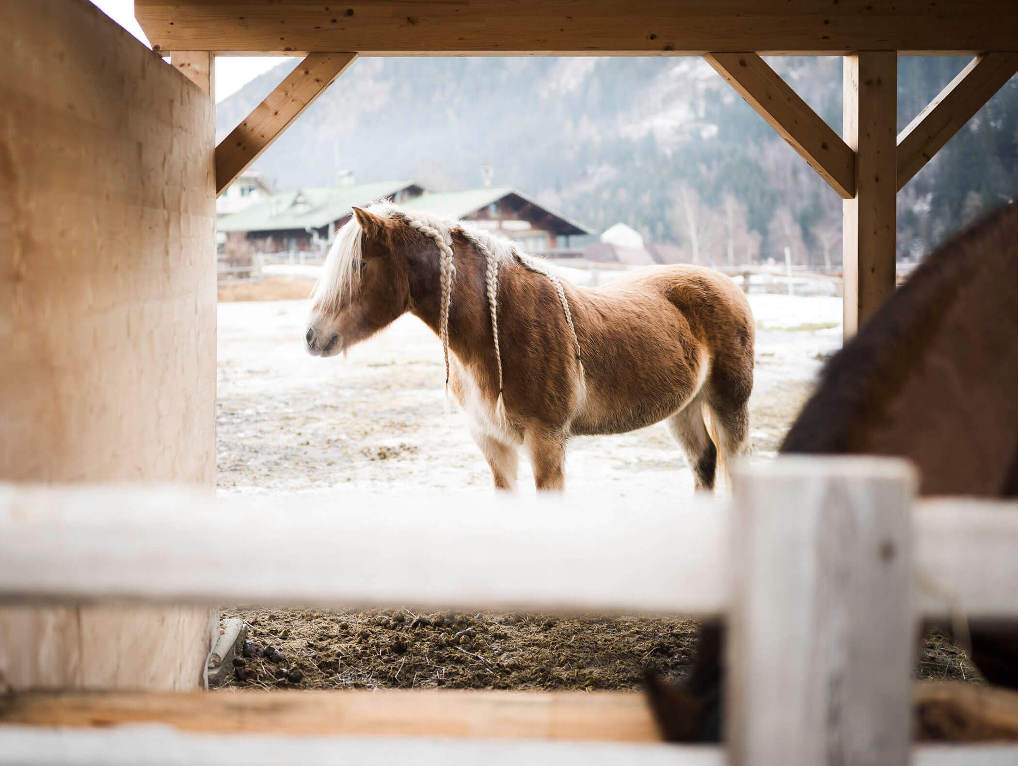 A brown and white horse stands in a covered outdoor enclosure on a farm with mountains in the background. - Maurlechnhof