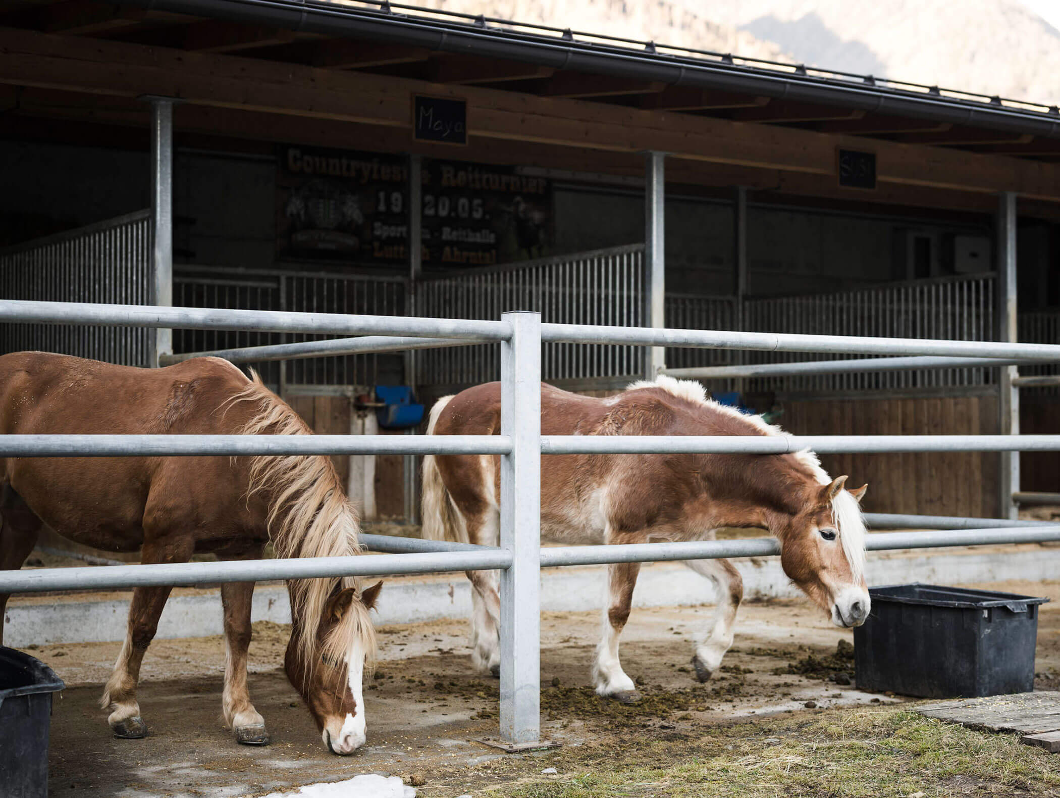Two brown and white horses eating hay behind a metal fence in a stable yard. - Maurlechnhof