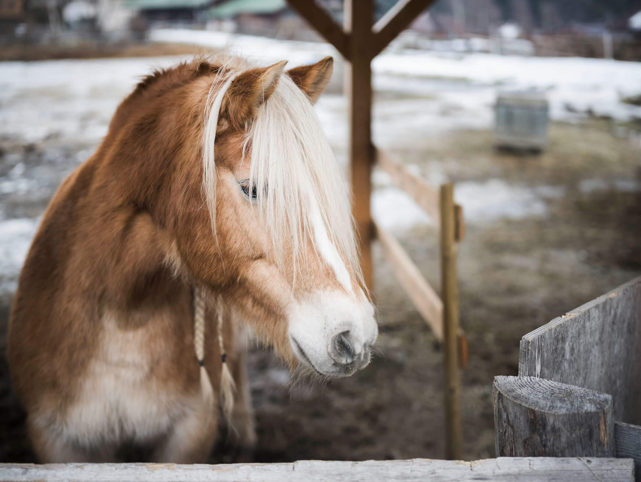 A brown horse with a white mane stands in a snowy, fenced outdoor area, looking over a wooden fence. - Maurlechnhof