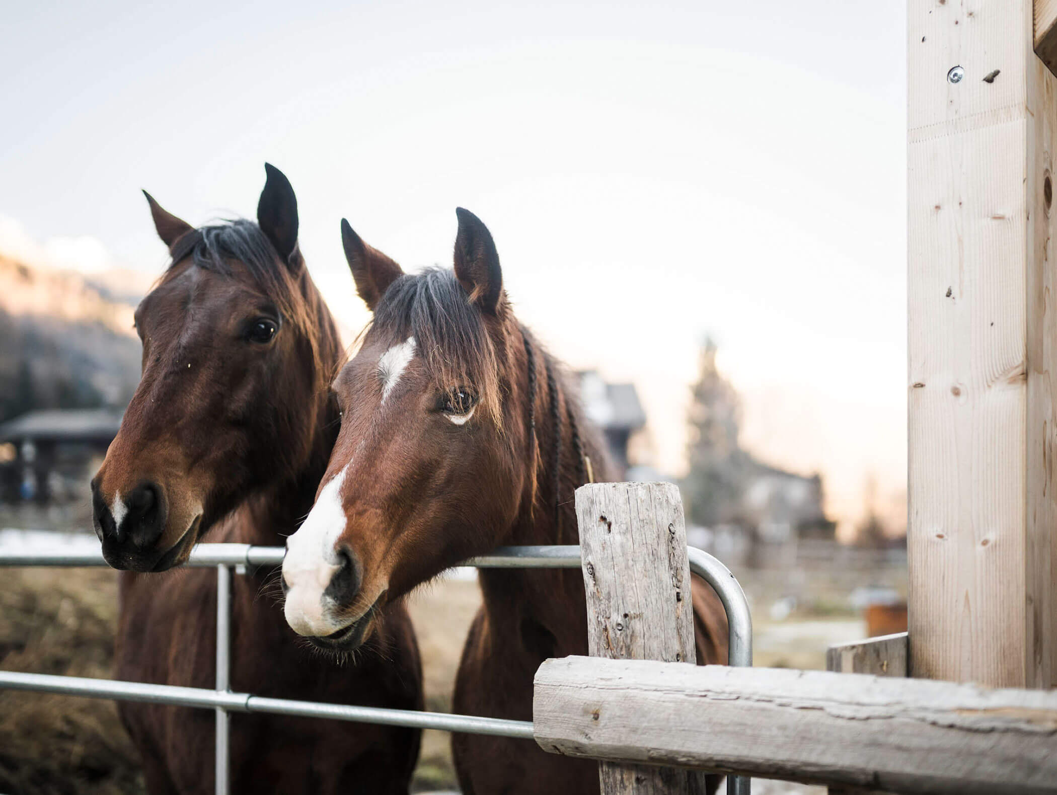 Two brown horses stand by a metal fence, one with a white nose, in a rural outdoor setting. - Maurlechnhof