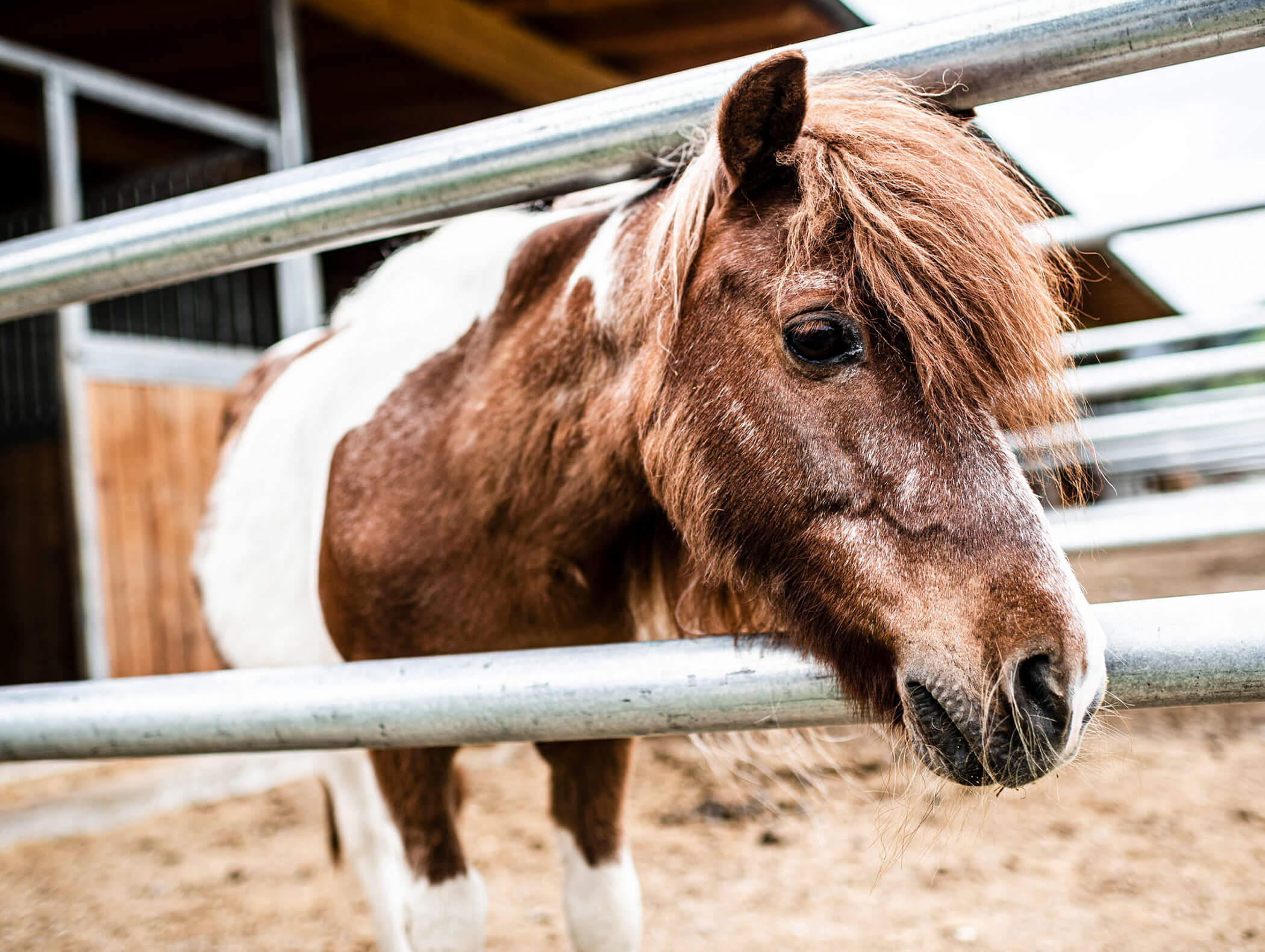 A brown and white pony stands behind a metal fence, resting its head on the rail in a paddock. - Maurlechnhof