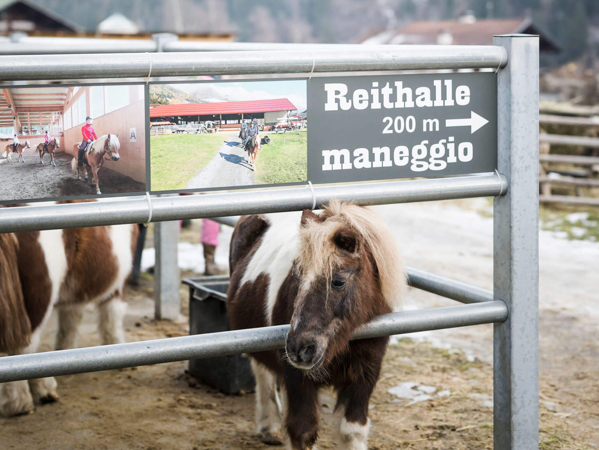 A small pony stands by a metal fence with a sign to the riding arena and photos of horses. - Maurlechnhof